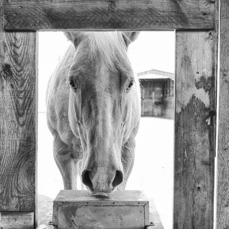 horse