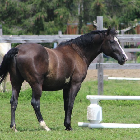cheval