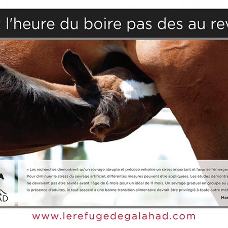 Calendrier 2021  Le Refuge de Galahad