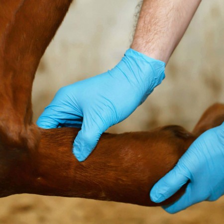 Soin cheval