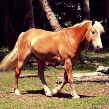 Arko