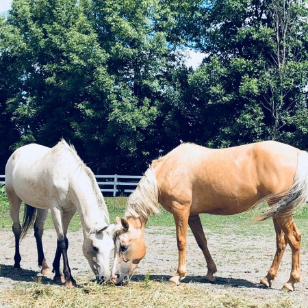 palomino