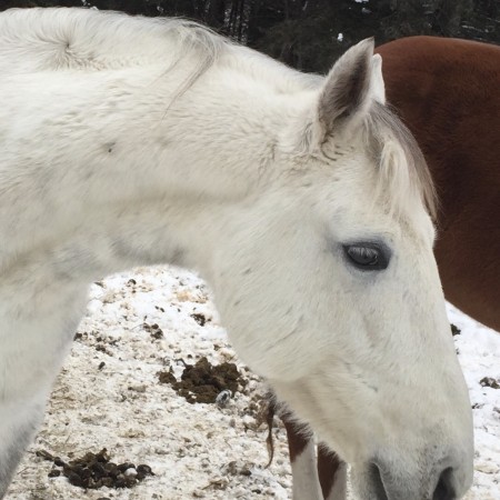 QH/Arabe environ 13 ans, 14.1 mains