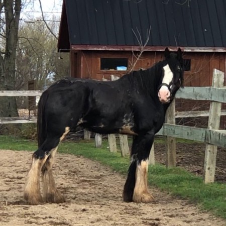 Clydesdale à placer