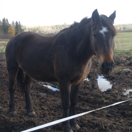 Cheval canadien