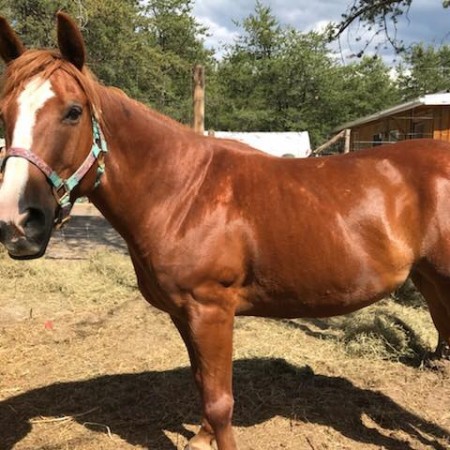 Becky été 2018