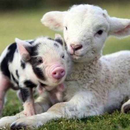 Annexe Animaux De La Ferme Le Refuge De Galahad