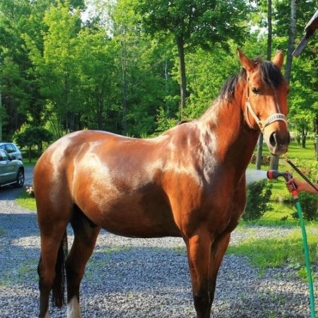 Superbe Canadian warmblood d'environ 15 ans