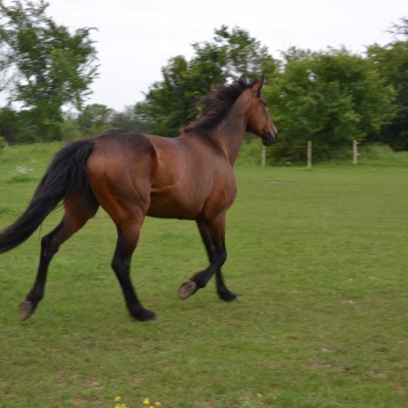 Blue, Standerbreed