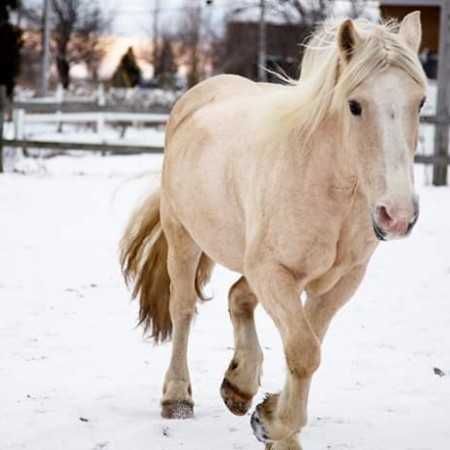 Jument belge et quarter horse de 25 mains, souffre d’arthrose à l’antérieur droit et ne peut plus être montée. Elle a très bon caractère et s’entend bien avec les autres chevaux. A été cheval de cours western et a fait de la randonnée. Est âgée de 18 ans.