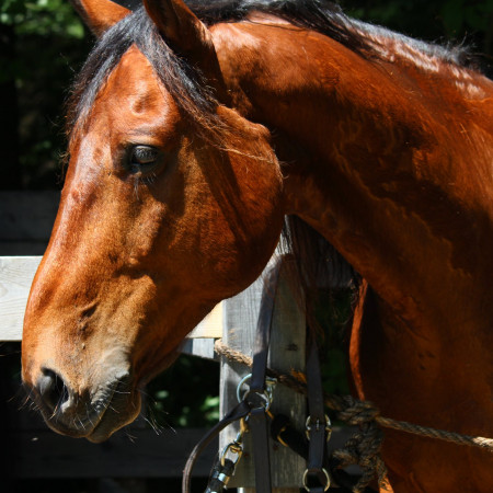 image de tête de beau cheval bai