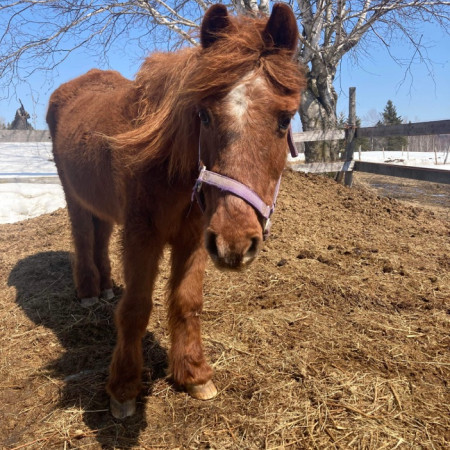 Adoption | Le Refuge de Galahad