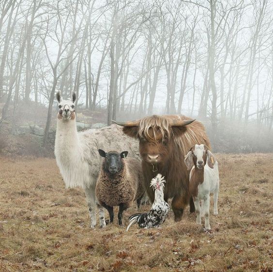 Animaux de la ferme  Le Refuge de Galahad