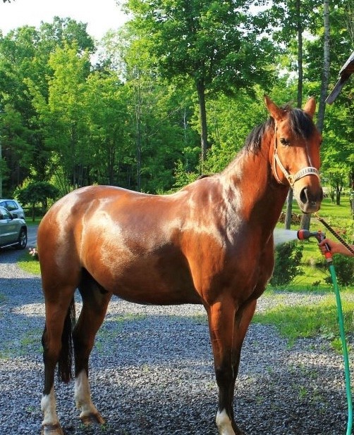 Superbe Canadian warmblood d'environ 15 ans