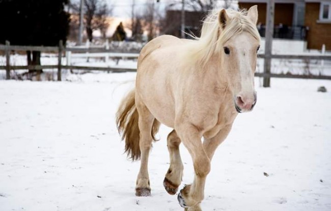 Jument belge et quarter horse de 25 mains, souffre d’arthrose à l’antérieur droit et ne peut plus être montée. Elle a très bon caractère et s’entend bien avec les autres chevaux. A été cheval de cours western et a fait de la randonnée. Est âgée de 18 ans.