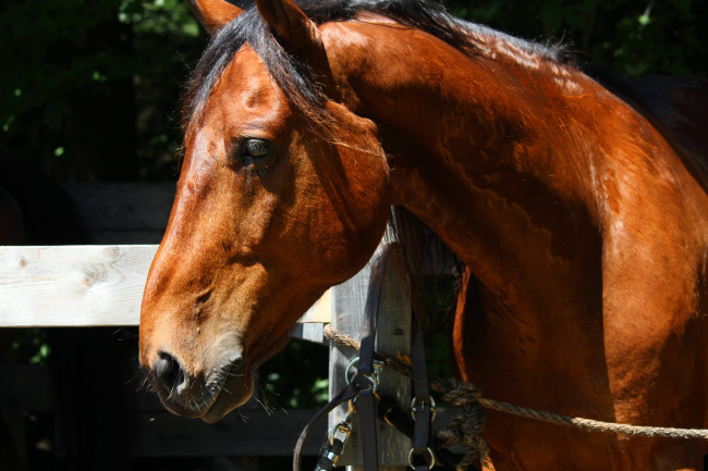 image de tête de beau cheval bai