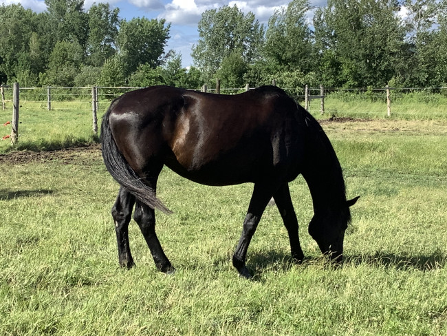 Cheval de dressage