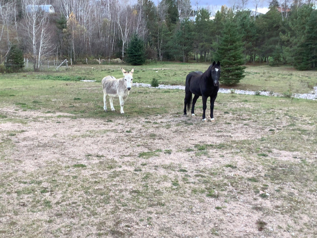 Shadow est née le 8 avril1999 c’est un ancien poney de course je l’avais adopté, c’est un bon cheval de compagnie, un peu boboss il passe ces journées dehors et entré comme il veut dans l’écurie mais l’hiver il entre en dedans pour les nuits. Dents, sabots vermifuge, vaccins à jour. Il est présentement avec deux ânes qui sont ces amis,ils sont tout les trois à donner sous contrat.